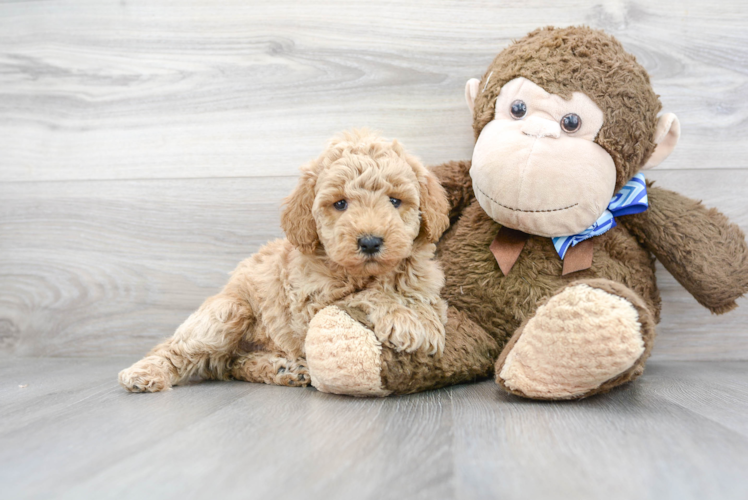 Meet Porsche - our Mini Goldendoodle Puppy Photo 1/3 - Puppy Love PR Mini Goldendoodle Puppy for Adoption