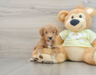 6 week old Mini Goldendoodle Puppy For Sale - Puppy Love PR