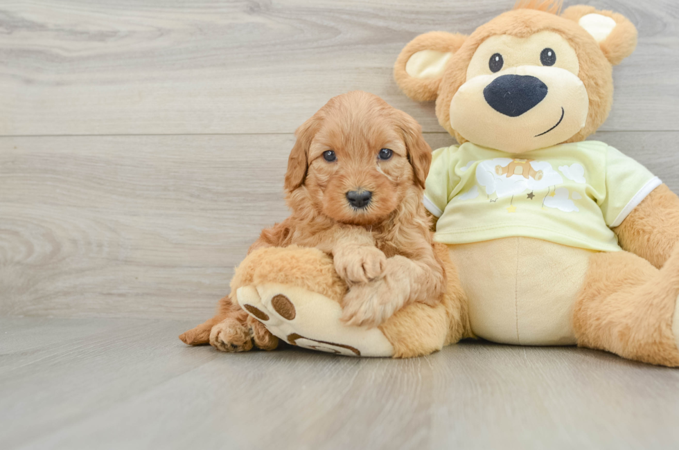 7 week old Mini Goldendoodle Puppy For Sale - Puppy Love PR