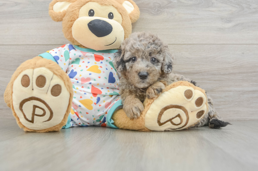 6 week old Mini Goldendoodle Puppy For Sale - Puppy Love PR