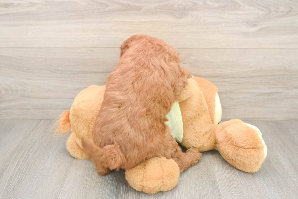Best Mini Goldendoodle Baby