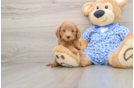 Best Mini Goldendoodle Baby