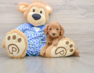7 week old Mini Goldendoodle Puppy For Sale - Puppy Love PR
