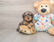 7 week old Mini Goldendoodle Puppy For Sale - Puppy Love PR