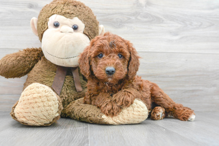 Meet Porter - our Mini Goldendoodle Puppy Photo 1/3 - Puppy Love PR Hypoallergenic Golden Retriever Poodle Mix Puppy