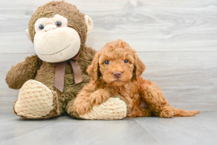 Meet Porter - our Mini Goldendoodle Puppy Photo 1/3 - Puppy Love PR Sweet Mini Goldendoodle Baby