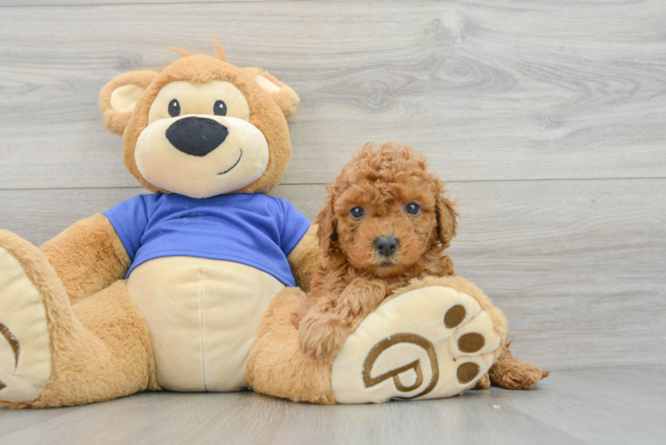 Meet Proseccot - our Mini Goldendoodle Puppy Photo 1/3 - Puppy Love PR Best Mini Goldendoodle Baby