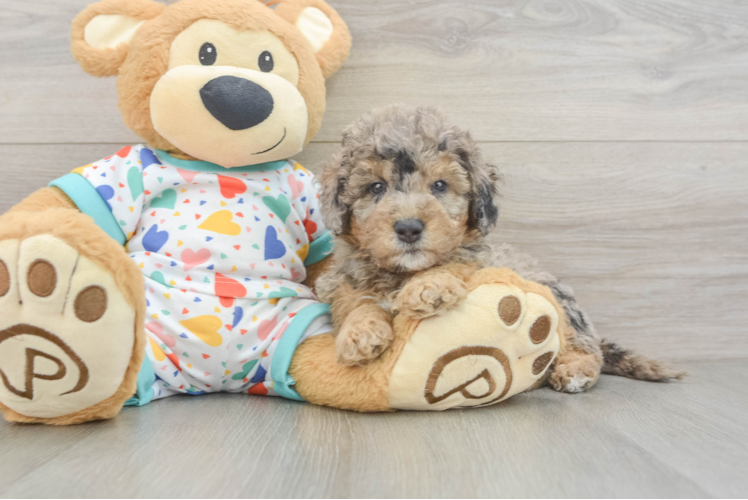 Best Mini Goldendoodle Baby