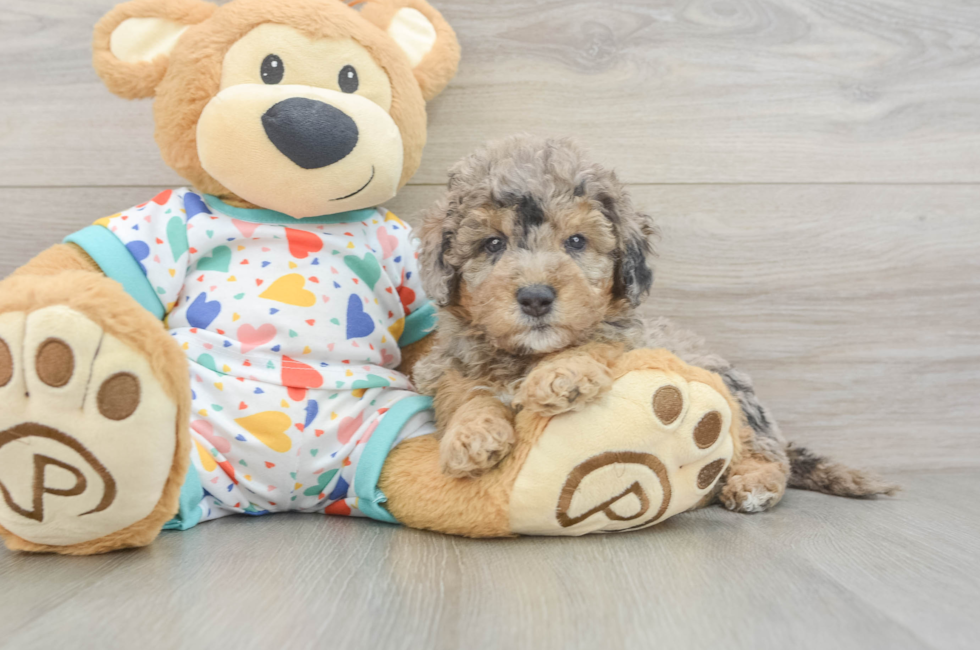 6 week old Mini Goldendoodle Puppy For Sale - Puppy Love PR