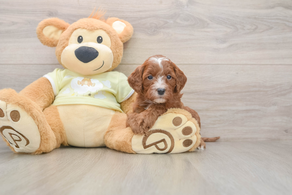 Mini Goldendoodle Puppy for Adoption