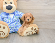8 week old Mini Goldendoodle Puppy For Sale - Puppy Love PR