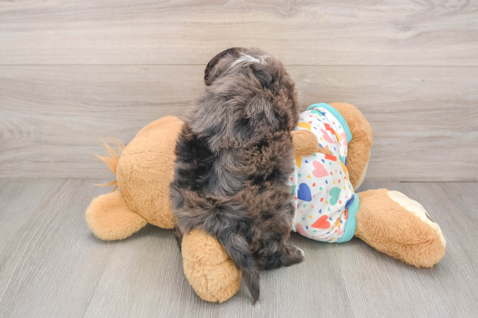 Friendly Mini Goldendoodle Baby