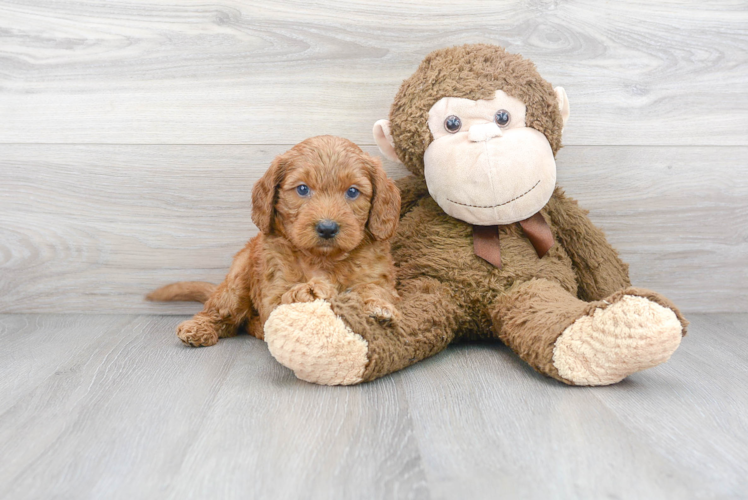 Meet Prescott - our Mini Goldendoodle Puppy Photo 1/3 - Puppy Love PR Cute Mini Goldendoodle Baby