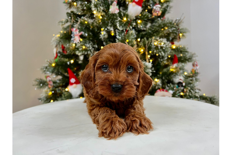 Cute Mini Goldendoodle Poodle Mix Pup