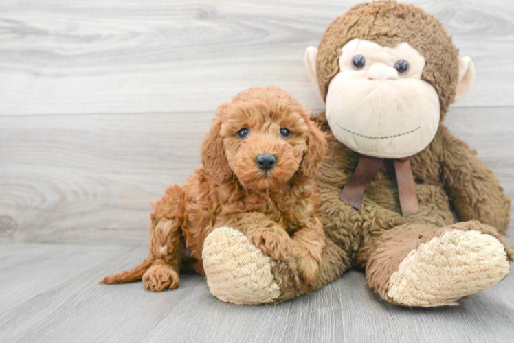 Meet Prescott - our Mini Goldendoodle Puppy Photo 1/3 - Puppy Love PR Best Mini Goldendoodle Baby