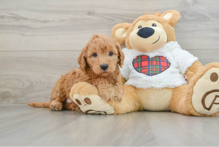 Meet Prosecco - our Mini Goldendoodle Puppy Photo 1/3 - Puppy Love PR Happy Mini Goldendoodle Baby