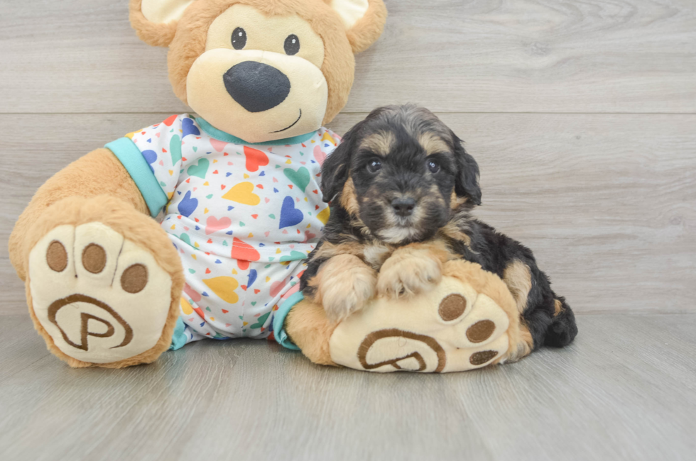 6 week old Mini Goldendoodle Puppy For Sale - Puppy Love PR
