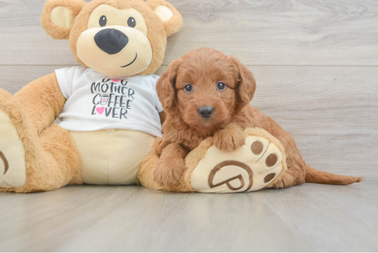 Mini Goldendoodle Puppy for Adoption