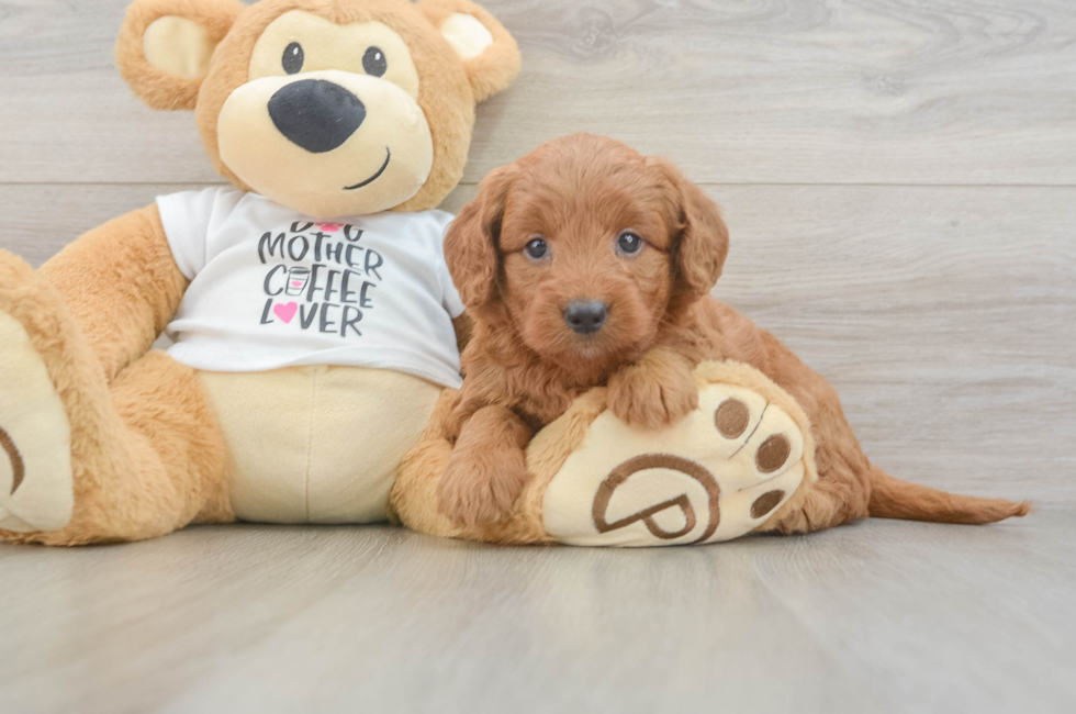 5 week old Mini Goldendoodle Puppy For Sale - Puppy Love PR