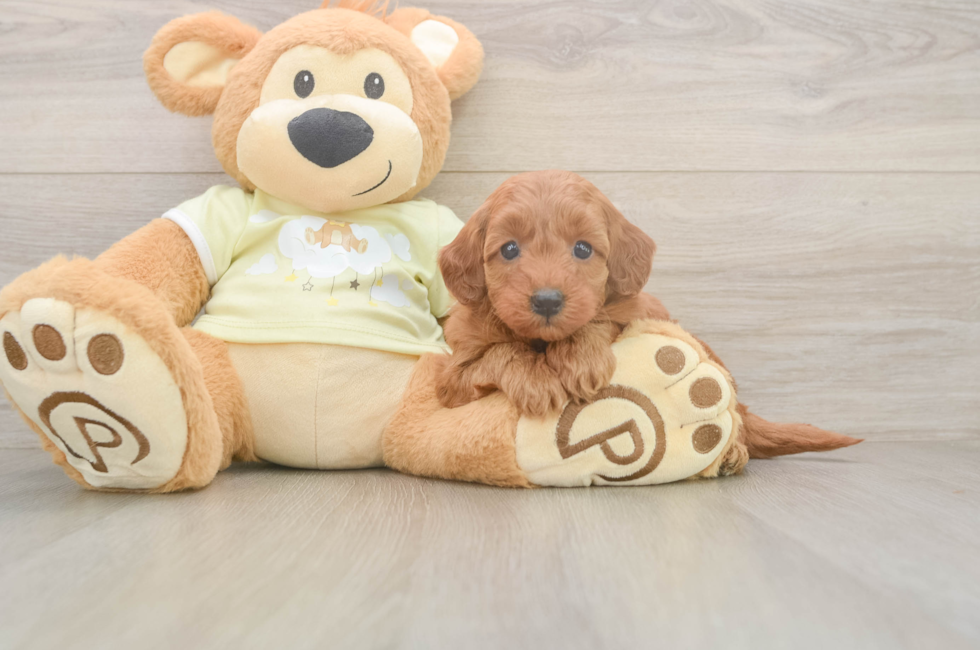 6 week old Mini Goldendoodle Puppy For Sale - Puppy Love PR