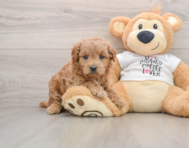 6 week old Mini Goldendoodle Puppy For Sale - Puppy Love PR