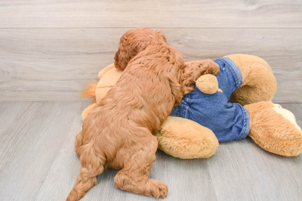 Little Mini Goldenpoo Poodle Mix Puppy