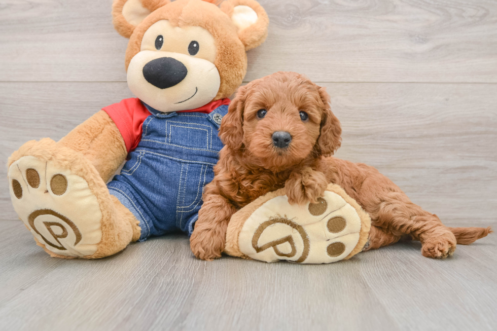 Sweet Mini Goldendoodle Baby