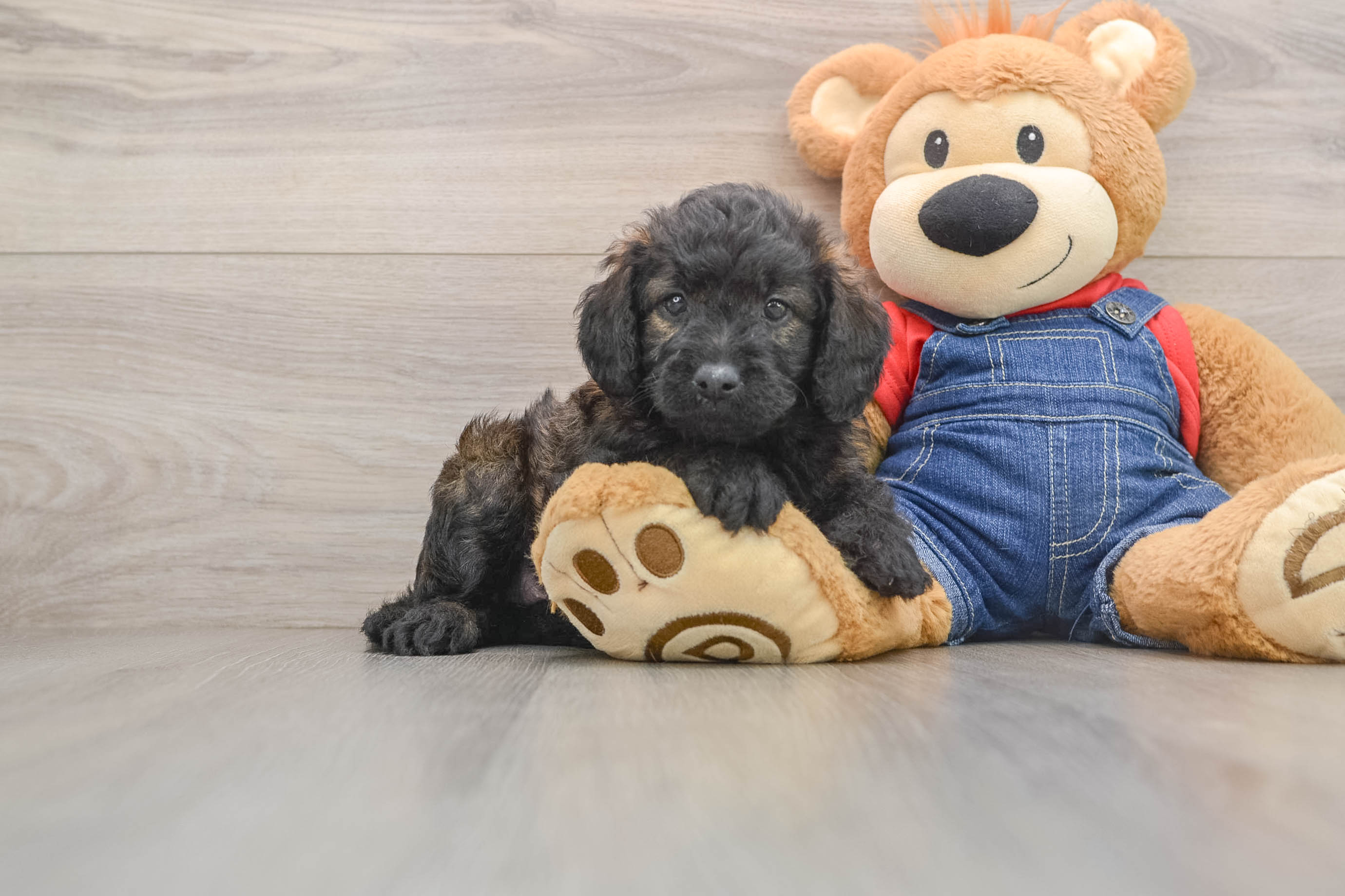 Best Mini Goldendoodle Baby