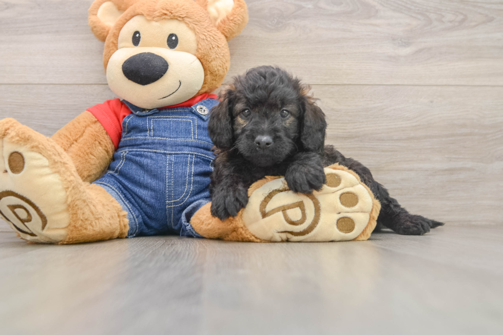 Best Mini Goldendoodle Baby