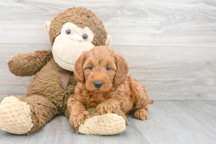 Meet Prosecco - our Mini Goldendoodle Puppy Photo 1/3 - Puppy Love PR Funny Mini Goldendoodle Poodle Mix Pup