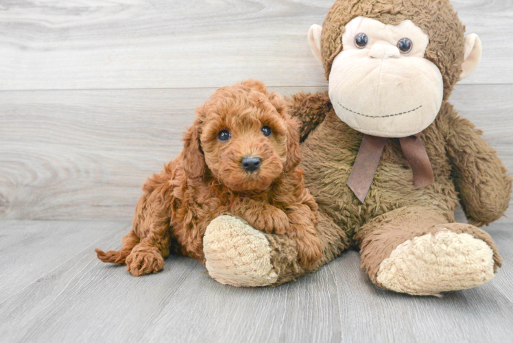 Meet Prosecco - our Mini Goldendoodle Puppy Photo 1/3 - Puppy Love PR Petite Mini Goldendoodle Poodle Mix Pup