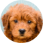 Mini Goldendoodle Puppy For Sale - Puppy Love PR