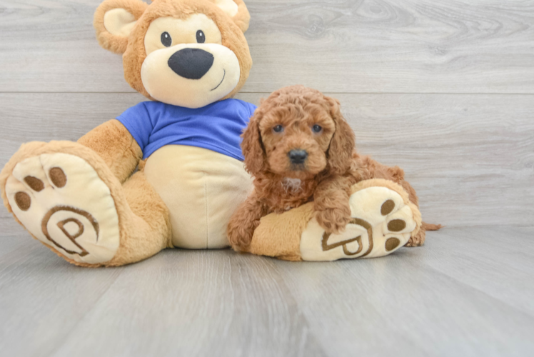 Meet Rachel - our Mini Goldendoodle Puppy Photo 1/3 - Puppy Love PR Playful Golden Retriever Poodle Mix Puppy