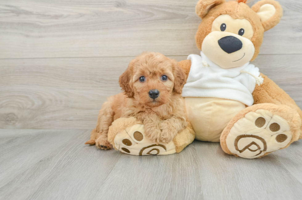 6 week old Mini Goldendoodle Puppy For Sale - Puppy Love PR