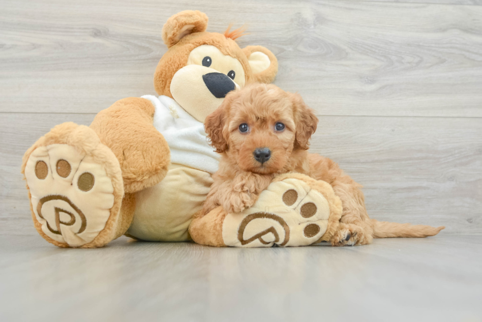 Smart Mini Goldendoodle Poodle Mix Pup