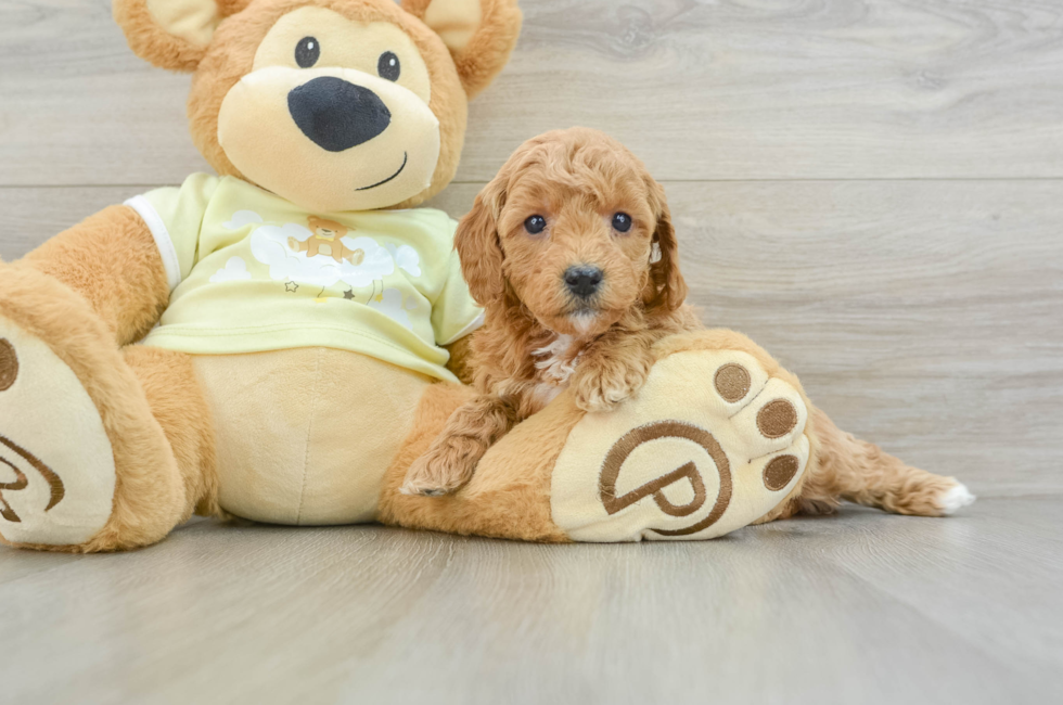 6 week old Mini Goldendoodle Puppy For Sale - Puppy Love PR