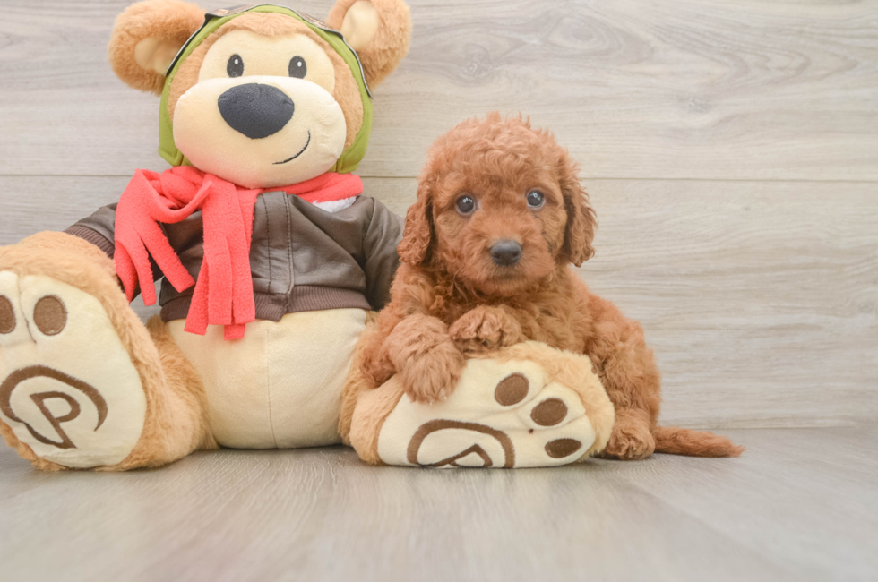 6 week old Mini Goldendoodle Puppy For Sale - Puppy Love PR