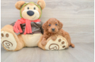 Mini Goldendoodle Puppy for Adoption