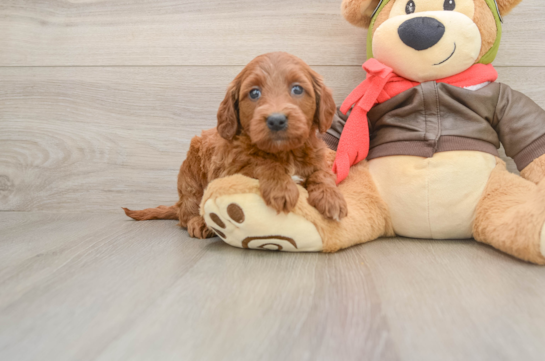 Happy Mini Goldendoodle Baby