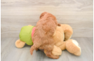 Fluffy Mini Goldendoodle Poodle Mix Pup