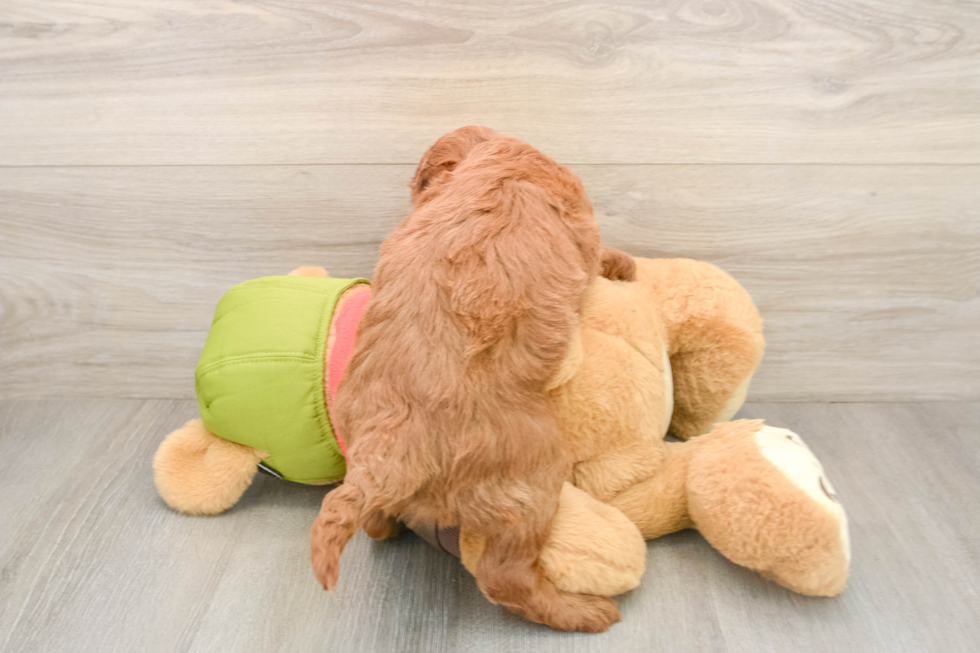 Fluffy Mini Goldendoodle Poodle Mix Pup