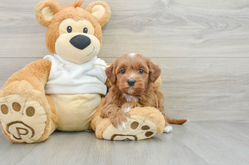 6 week old Mini Goldendoodle Puppy For Sale - Puppy Love PR