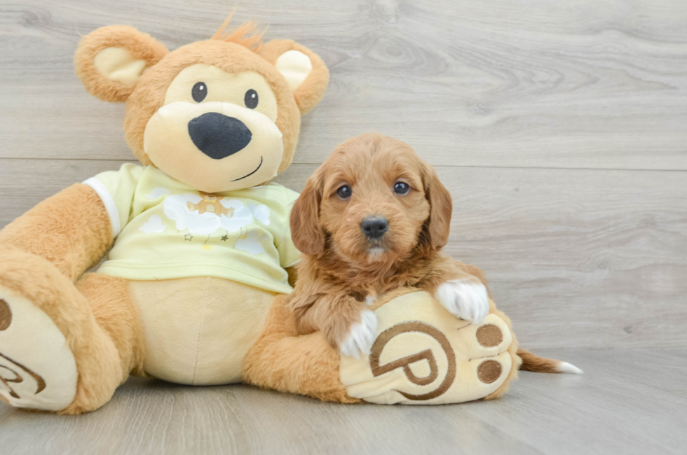 6 week old Mini Goldendoodle Puppy For Sale - Puppy Love PR