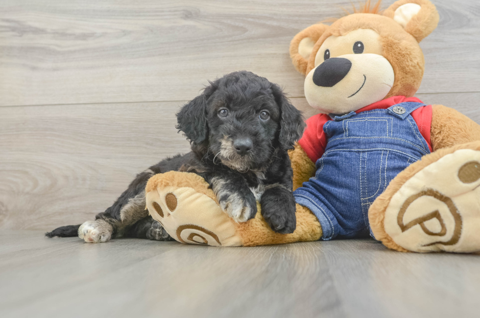 6 week old Mini Goldendoodle Puppy For Sale - Puppy Love PR