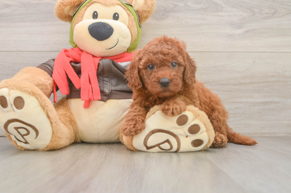 6 week old Mini Goldendoodle Puppy For Sale - Puppy Love PR