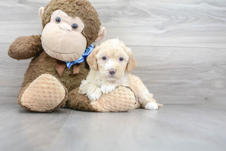 Meet Rae - our Mini Goldendoodle Puppy Photo 1/3 - Puppy Love PR Cute Golden Retriever Poodle Mix Puppy