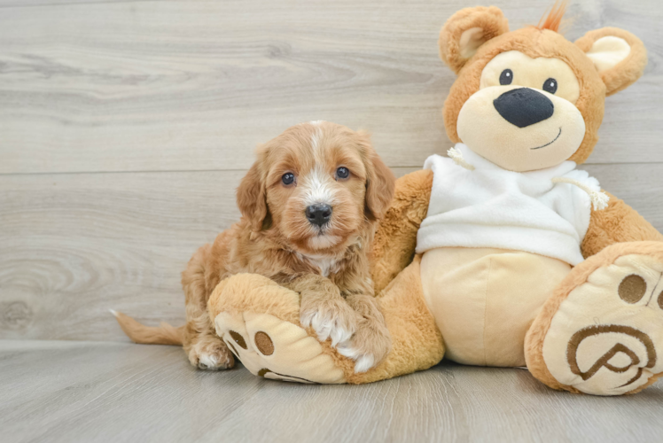 Best Mini Goldendoodle Baby