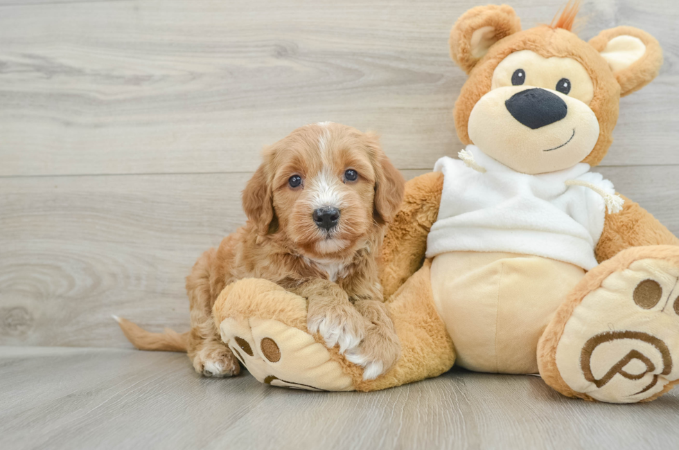 6 week old Mini Goldendoodle Puppy For Sale - Puppy Love PR