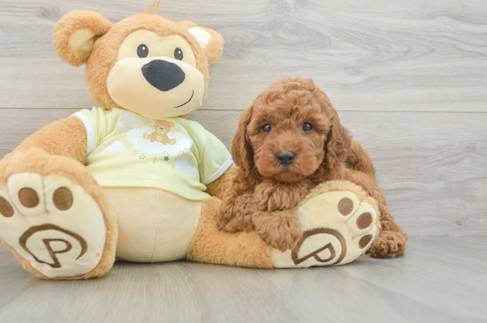 6 week old Mini Goldendoodle Puppy For Sale - Puppy Love PR