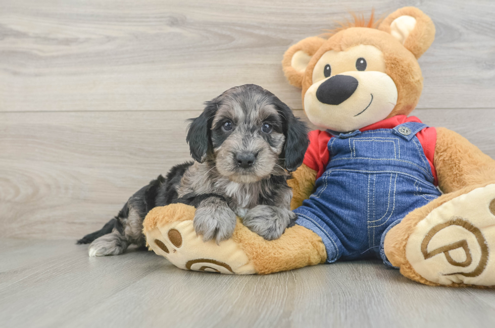 6 week old Mini Goldendoodle Puppy For Sale - Puppy Love PR